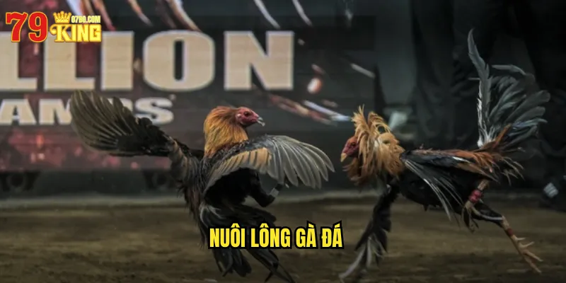 Nuôi Lông Gà Đá